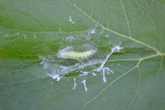 Eggs Diaphania hyalinata by Fernando Lopez Anido. Used under a CC BY-SA 4.0 license.