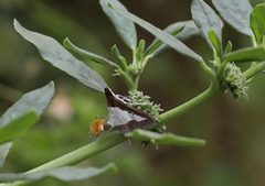 Diaphania indica 294A7883 Santiago by Christian Pirkl. Used under a CC BY-SA 4.0 license.