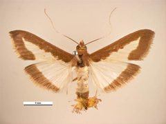 Diaphania indica female dorsal by Simon Hinkley &amp; Ken Walker, Museum Victoria. Used under a CC BY 3.0 au license.