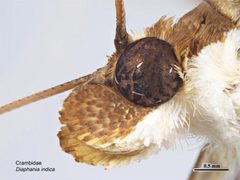 Diaphania indica head by Sarah McCaffrey, Museum Victoria. Used under a CC BY 3.0 au license.