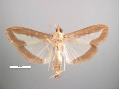 Diaphania indica male ventral by Simon Hinkley &amp; Ken Walker, Museum Victoria. Used under a CC BY 3.0 au license.