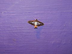 Moth-1235-yercaud-salem-India by Yercaud-elango. Used under a CC BY-SA 4.0 license.