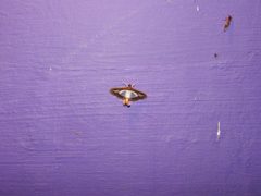 Moth-1237-yercaud-salem-India by Yercaud-elango. Used under a CC BY-SA 4.0 license.