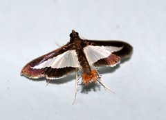 Crambidae- Diaphania cf. infimalis by Kristof Zyskowski &amp; Yulia Bereshpolova. Used under a CC BY 2.0 license.