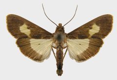 Diaphania nitidalis adult by Natasha Wright. Used under a CC BY 3.0 us license.