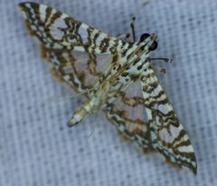 Glyphodes Mudigere by L. Shyamal. Used under a CC BY-SA 3.0 license.