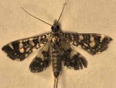 Glyphodes onychinalis by S.E. Thorpe. Used under a CC0 license.