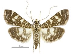 Glyphodes onychinalis female by Birgit E. Rhode, Landcare Research New Zealand Ltd.. Used under a CC BY 4.0 license.