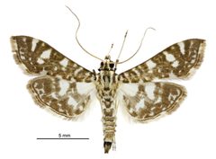 Glyphodes onychinalis male by Birgit E. Rhode, Landcare Research New Zealand Ltd.. Used under a CC BY 4.0 license.