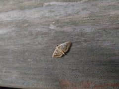 Glyphodes pyloalis on wood fence by E.Jones. Used under a CC BY-SA 4.0 license.