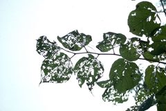 Glyphodes sibillalis damage by Lacy L. Hyche. Used under a CC BY 3.0 us license.