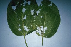 Glyphodes sibillalis damage1 by Lacy L. Hyche. Used under a CC BY 3.0 us license.
