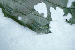Glyphodes sibillalis larva by Lacy L. Hyche. Used under a CC BY 3.0 us license.