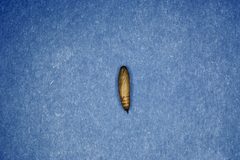 Glyphodes sibillalis pupa by Lacy L. Hyche. Used under a CC BY 3.0 us license.