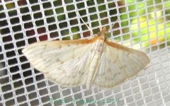 Hodebertia testalis by Tonton Bernardo. Used under a CC BY-SA 3.0 license.