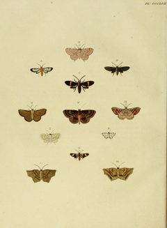 CramerAndStoll-uitlandsche kapellen vol. 4- pl 357 by Pieter Cramer (1721 - 1776) and Caspar Stoll (between  1725 and 1730 - 1791). Used under a Public domain license.