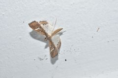 Mung Bean Moth 03 by Ganesh Mohan T. Used under a CC BY-SA 4.0 license.