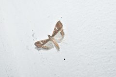 Mung Bean Moth 06 by Ganesh Mohan T. Used under a CC BY-SA 4.0 license.