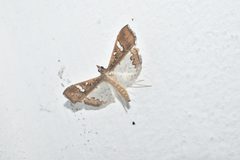 Mung Bean Moth 08 by Ganesh Mohan T. Used under a CC BY-SA 4.0 license.