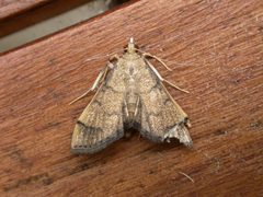 Omiodes indicata by Donald Hobern. Used under a CC BY 2.0 license.