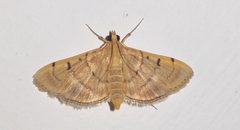 Omiodes indicata 247617456 by Harshjeet Singh Bal. Used under a CC BY 4.0 license.