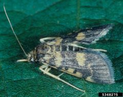 Omiodes indicata adult by Merle Shepard, Gerald R.Carner, and P.A.C Ooi. Used under a CC BY 3.0 license.