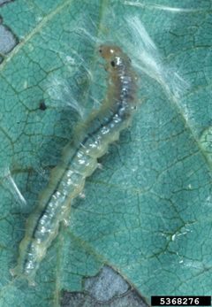 Omiodes indicata larva by Merle Shepard, Gerald R.Carner, and P.A.C Ooi. Used under a CC BY 3.0 license.