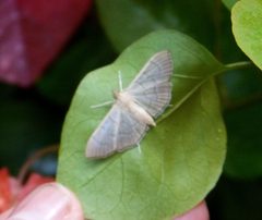 Possibly worn Cnaphalocrocis trapezalis or Omiodes indicata - Flickr - gailhampshire by gailhampshire from Cradley, Malvern, U.K. Used under a CC BY 2.0 license.