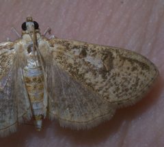 Palpita aenescentalis P1200783a by 
xpda. Used under a CC BY-SA 4.0 license.