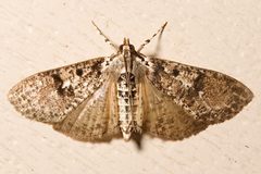 Palpita arsaltealis by Mike Boone. Used under a CC BY-SA 2.5 license.