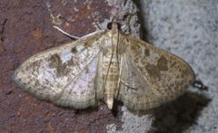 Palpita arsaltealis P1450893a by 
xpda. Used under a CC BY-SA 4.0 license.