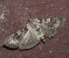 Palpita magniferalis P1020780a by 
xpda. Used under a CC BY-SA 4.0 license.