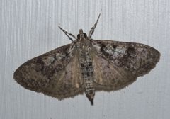 Palpita magniferalis P1210539a by 
xpda. Used under a CC BY-SA 4.0 license.