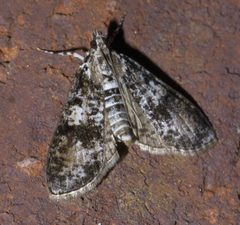 Palpita magniferalis P1600411a by 
xpda. Used under a CC BY-SA 4.0 license.