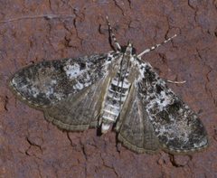 Palpita magniferalis P1600418a by 
xpda. Used under a CC BY-SA 4.0 license.