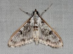 Palpita atrisquamalis by Kaldari. Used under a CC0 license.