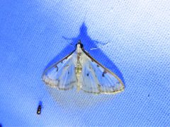 Palpita atrisquamalis 147331107 by Annika Lindqvist. Used under a CC BY 4.0 license.