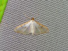 Palpita atrisquamalis 150669019 by Michelle. Used under a CC BY 4.0 license.