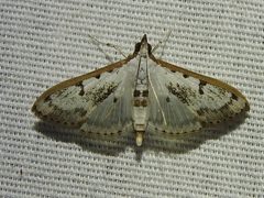 Palpita atrisquamalis 153022799 by Sam Kieschnick. Used under a CC BY 4.0 license.