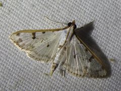 Palpita atrisquamalis 157455267 by Sam Kieschnick. Used under a CC BY 4.0 license.