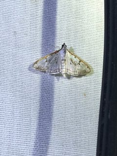 Palpita atrisquamalis 168255330 by Jared Shorma. Used under a CC BY 4.0 license.