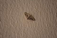 Palpita atrisquamalis 180606605 by José Belem Hernández Díaz. Used under a CC BY 4.0 license.