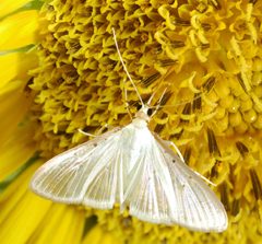 Moth on Sunflower by Clinton &amp; Charles Robertson from Del Rio, Texas &amp; College Station, TX, USA. Used under a CC BY 2.0 license.