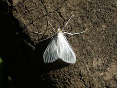 Palpita Flegia by laesteves. Used under a CC BY 3.0 license.