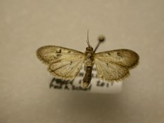 Palpita freemanalis by James Sullivan, Research Collection of J. B. Sullivan. Used under a Public domain license.