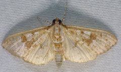 Palpita freemanalis 149840059 by kcthetc1. Used under a CC0 license.
