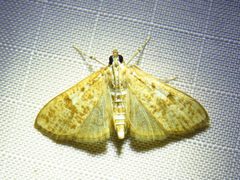 Palpita freemanalis 156922799 by Annika Lindqvist. Used under a CC BY 4.0 license.