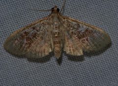 Palpita freemanalis 162654592 by erothsch. Used under a CC BY 4.0 license.