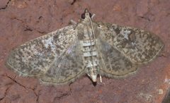 Palpita freemanalis P1330083a by 
xpda. Used under a CC BY-SA 4.0 license.