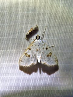 Palpita illibalis 169882038 by Annika Lindqvist. Used under a CC BY 4.0 license.